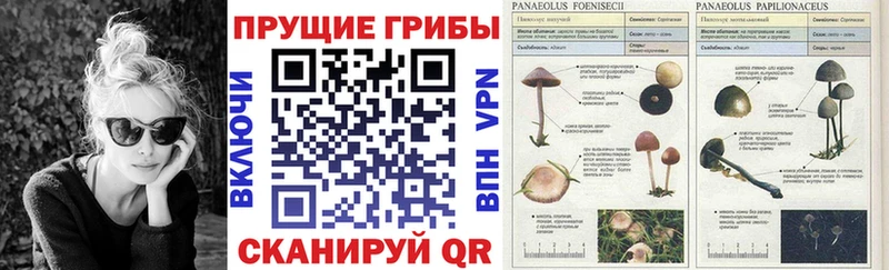 Псилоцибиновые грибы GOLDEN TEACHER Сарапул